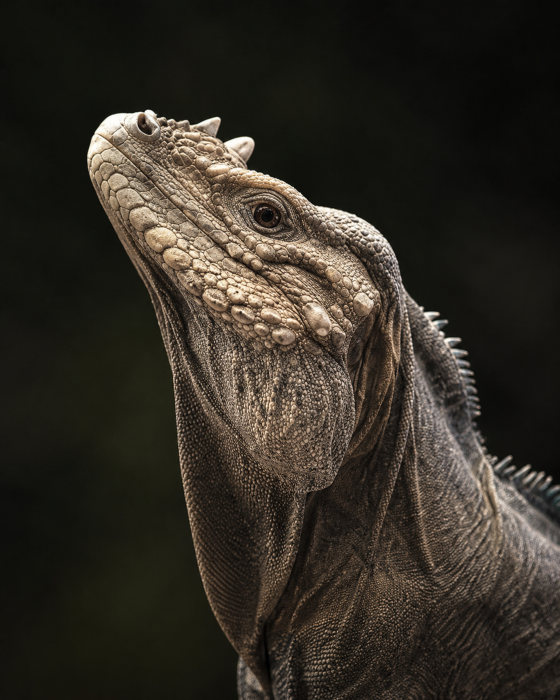 Rhino Iguana
