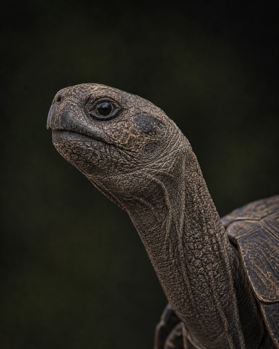 Aldabra Tortoise