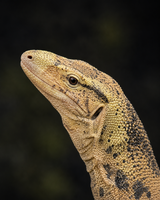 Sulphur Asian Water Monitor