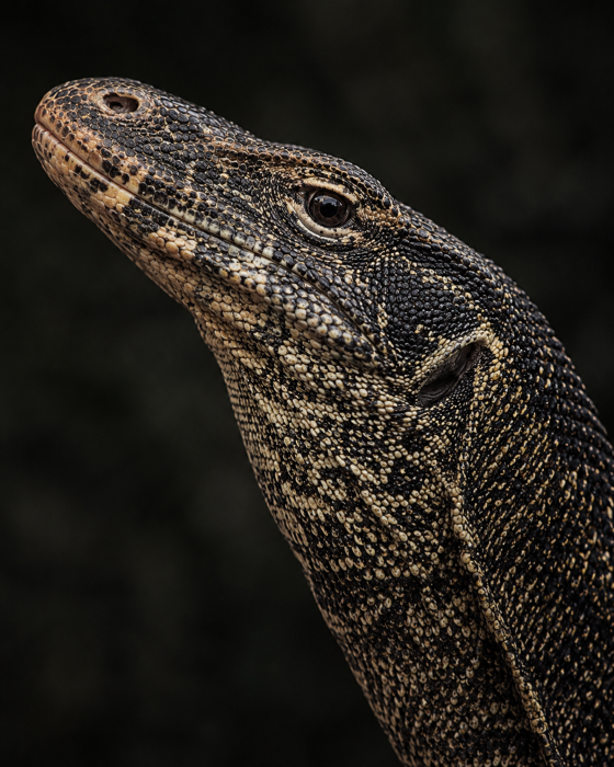 Asian Water Monitor